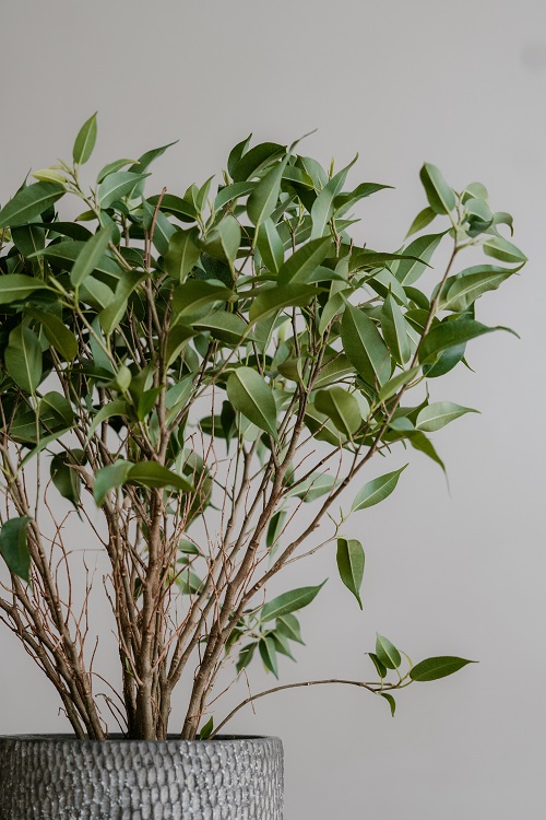 Ficus benjamina, a popular houseplant in the fig family.