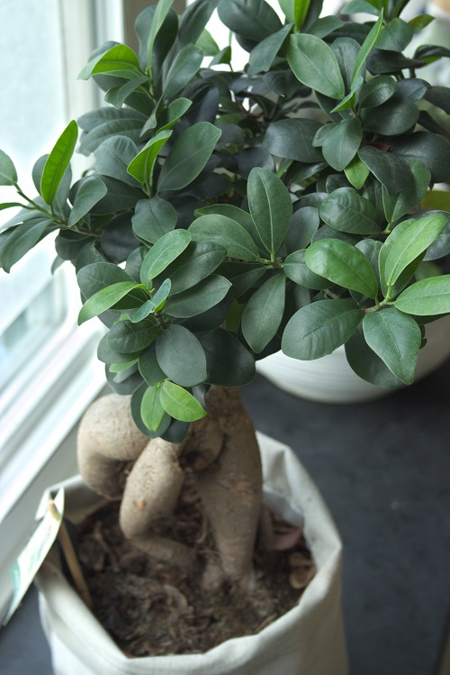 Ficus bonsai tree houseplant