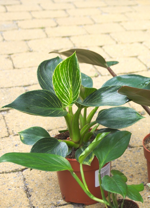 Philodendron 'Birkin' houseplant surrounded by other plants.