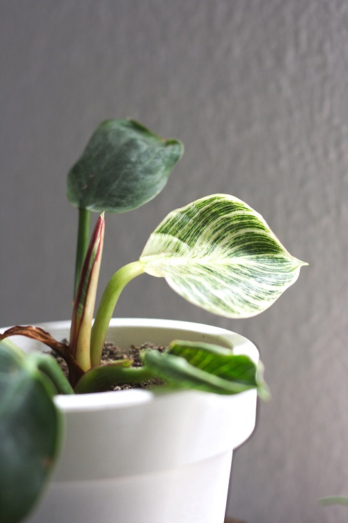 Bright leaf of Philodendron 'Birkin' houseplant, a cultivar of Philodendron. 