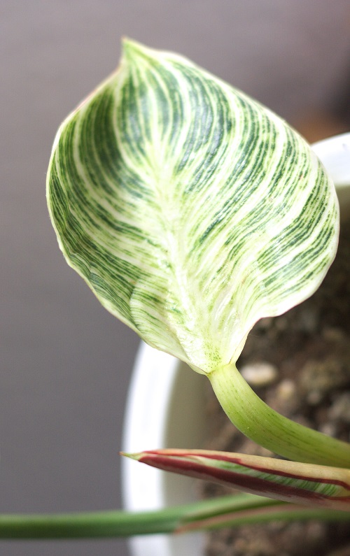 Close-up of a bright, striped houseplant leaf.