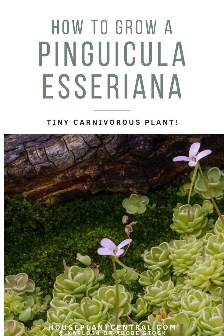 Small specimens of Pinguicula esseriana, a carnivorous plant also referred to as Mexican butterwort. | How to grow Pinguicula esseriana
