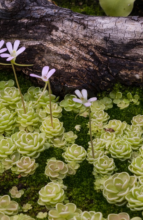 Small specimens of Pinguicula esseriana, a carnivorous plant also referred to as Mexican butterwort.