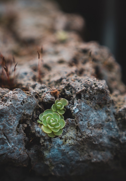 Small specimens of Pinguicula esseriana, a carnivorous plant also referred to as Mexican butterwort, growing on rock.