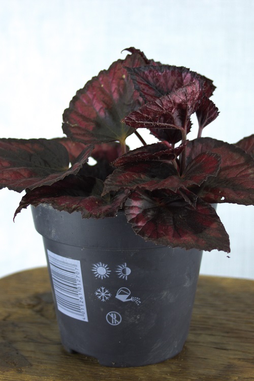 Red Begonia rex houseplant cultivar in black n ursery planter. 