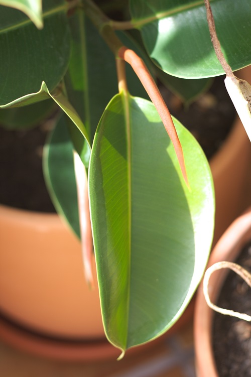 Rubber tree (Ficus elastica). Popular indoor tree.