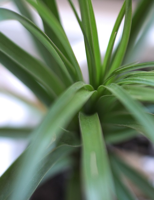 Close up of foliage of juvenile Beaucarnea (ponytail palm) houseplant