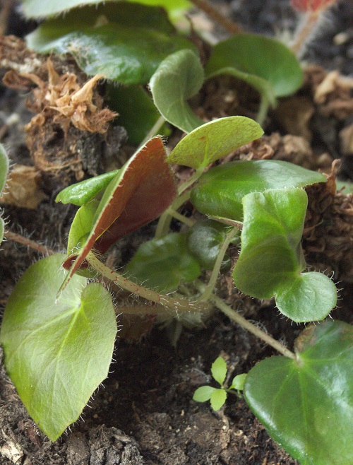 Esquejes de Begonia de bistec (Begonia erythrophylla).