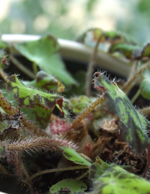 Rhizome cuttings of Begonia houseplant | Begonia propagation guide