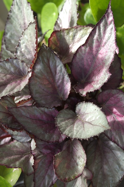 Begonia rex care & info | Painted leaf Begonia - Houseplant Central