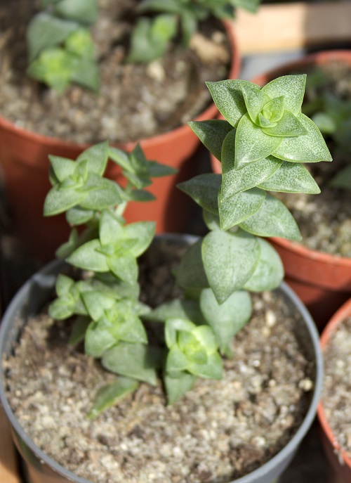 Crassula perforata succulent. 