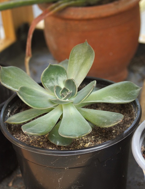 Echeveria 'Perle von Nürnberg' succulent.