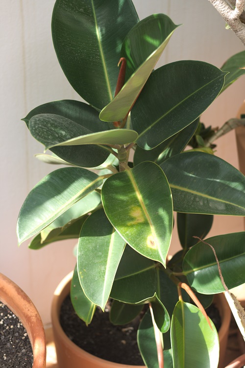 Ficus elastica, una planta de interior popular.
