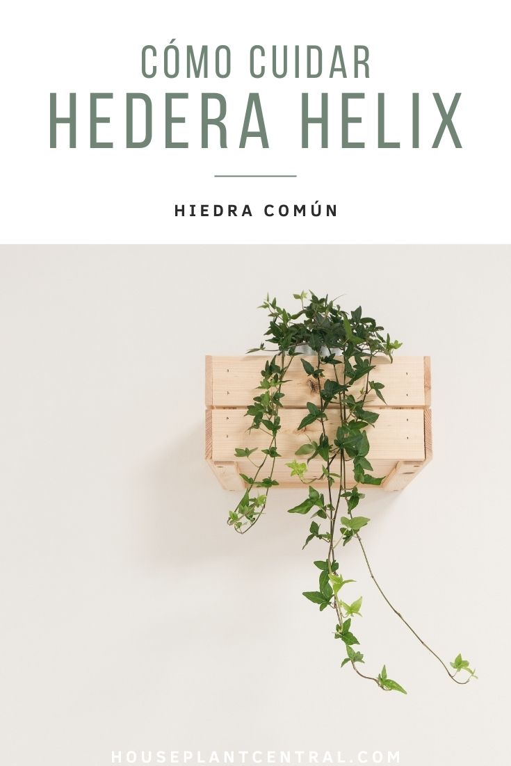 Hedera helix, una planta de interior popular también conocida como hiedra común.
