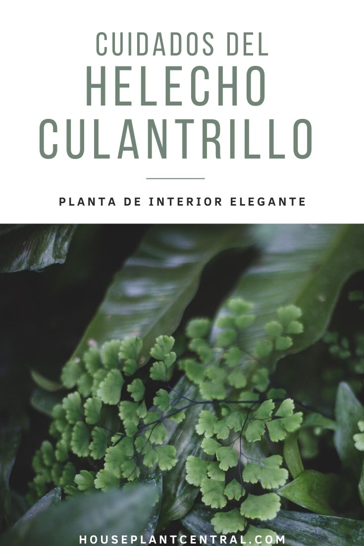 Helecho culantrillo (planta de interior del género Adiantum) | Cuidados & información
