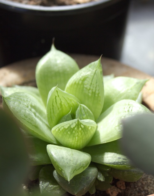 A succulent from the genus Haworthia.