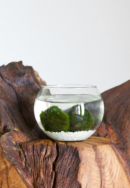 Marimo moss ball in glass container on natural wooden pedestal.