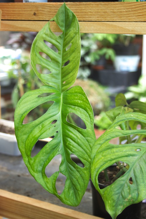 Hoja fenestrada de Monstera adansonii, una planta de interior común.