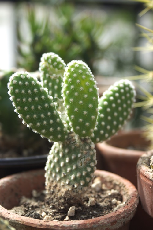 Opuntia microdasys or bunny ear cactus | Full care guide