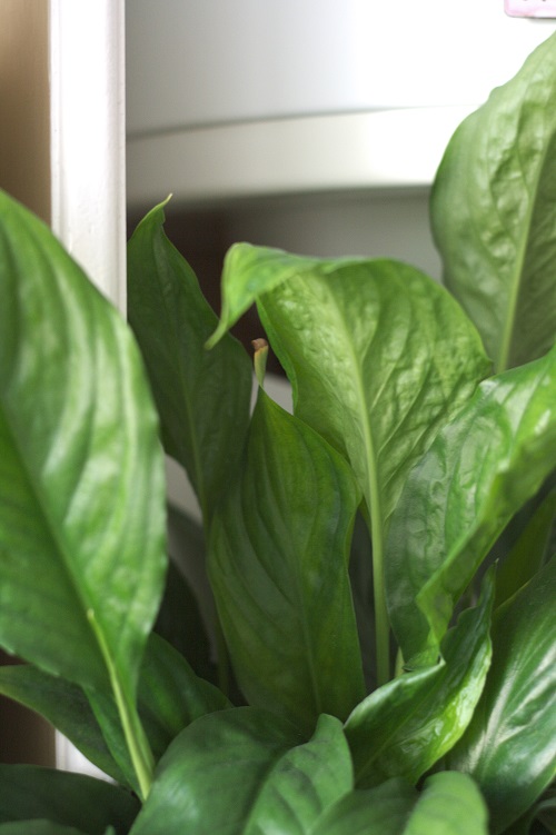 Leaves of peace lily (Spathiphyllum sp.), a popular houseplant.