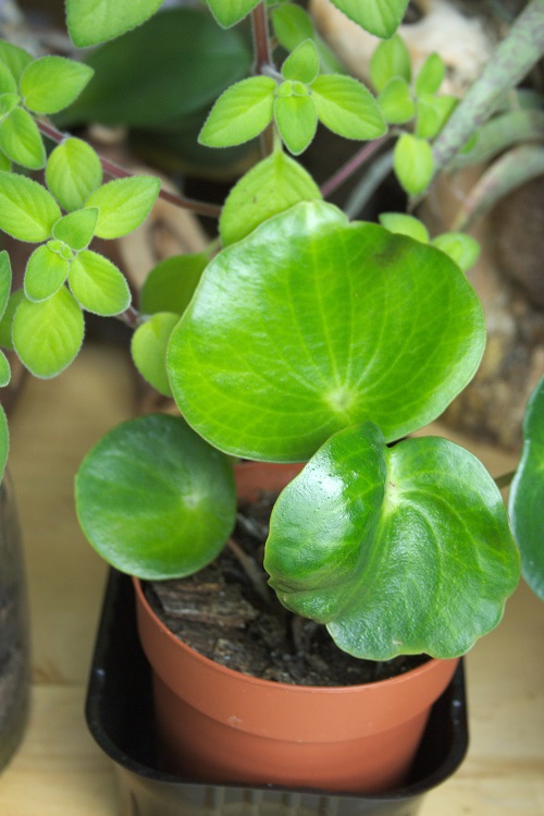 Peperomia polybotrya, a popular houseplant also referred to as raindrop Peperomia. 