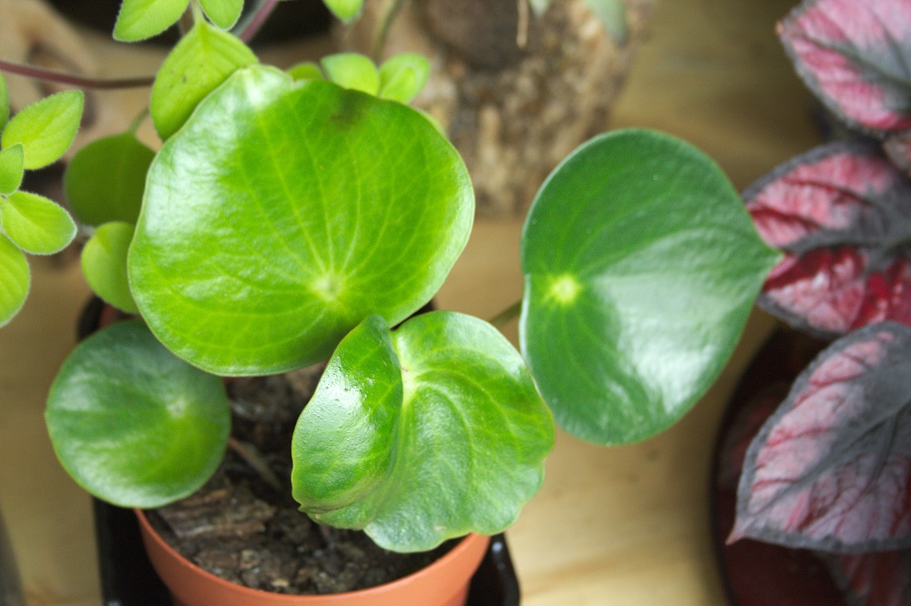 Leaves of Peperomia polybotrya, a houseplant also known as raindrop Peperomia.