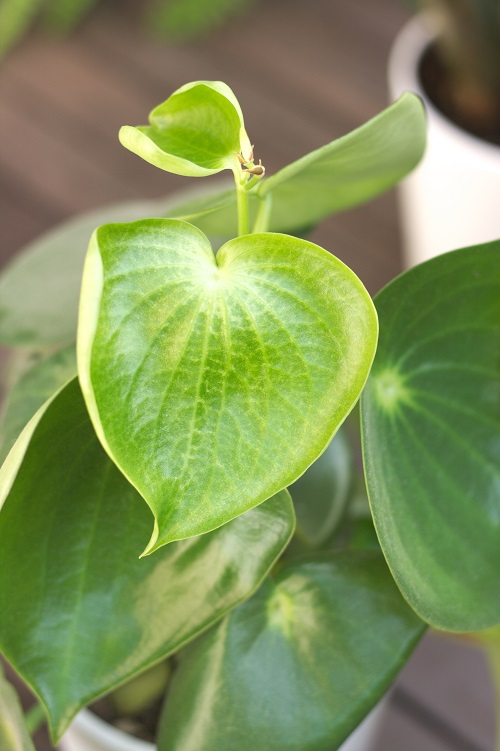 Peperomia polybotrya, a popular houseplant also referred to as raindrop Peperomia. 