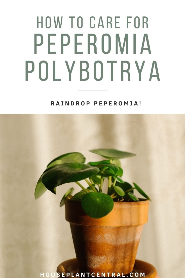 Raindrop Peperomia houseplant (Peperomia polybotrya) in terracotta planter. 