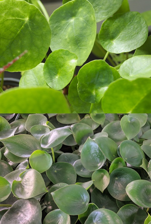 Comparison of Pilea peperomioides (Chinese money plant) and Peperomia polybotrya (raindrop Peperomia) houseplants.