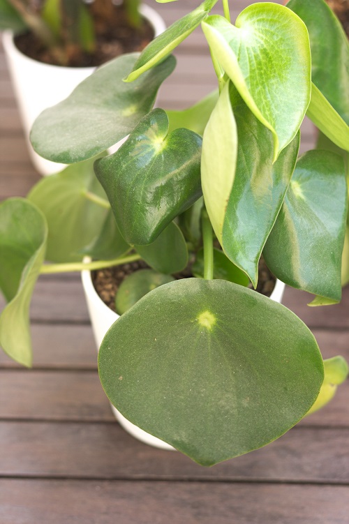 Peperomia polybotrya, a popular houseplant also referred to as raindrop Peperomia. 