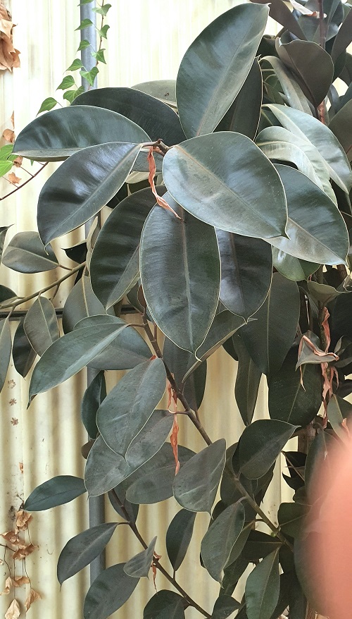 Ficus elastica (rubber tree), a popular houseplant.