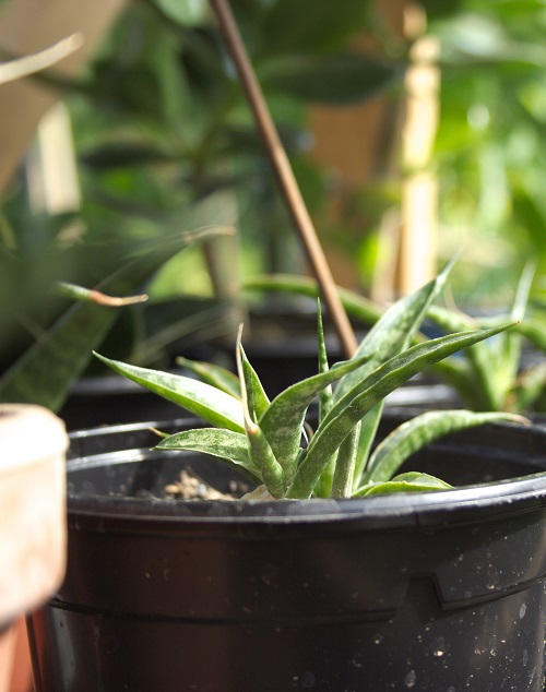 Sansevieria succulents in a black plastic planter in the sun. 