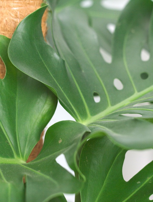Close-up of leaves of Monstera deliciosa houseplant.