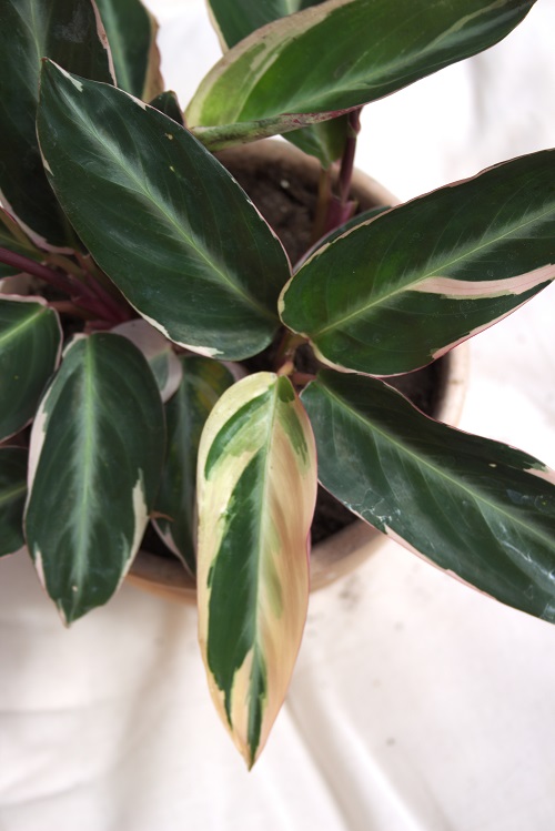 Stromanthe sanguinea, a variegated houseplant.