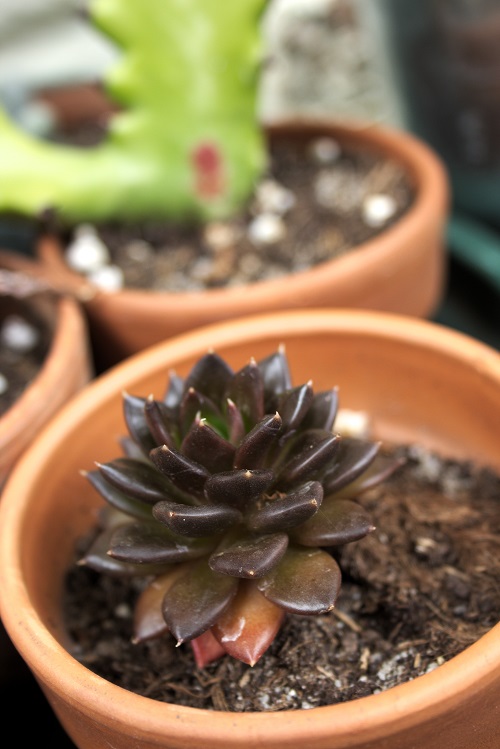 Echeveria 'Black Prince', a popular succulent.