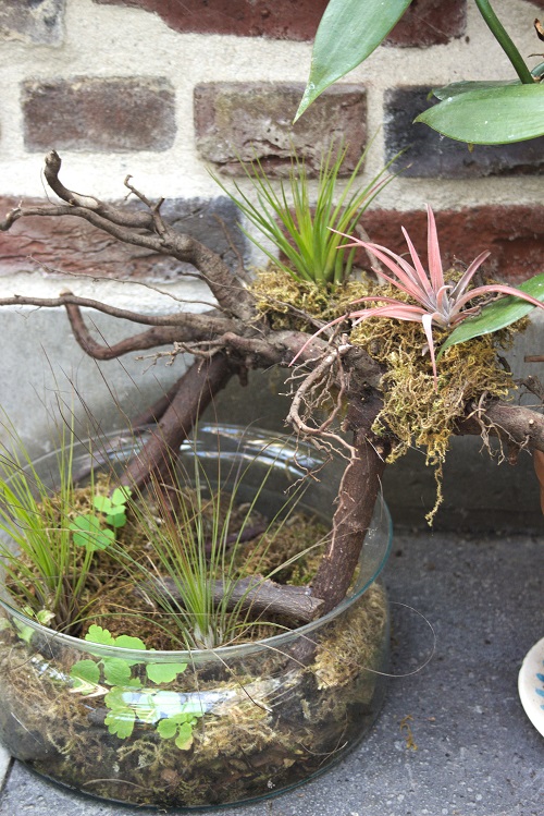 Air plants on wood with moss.