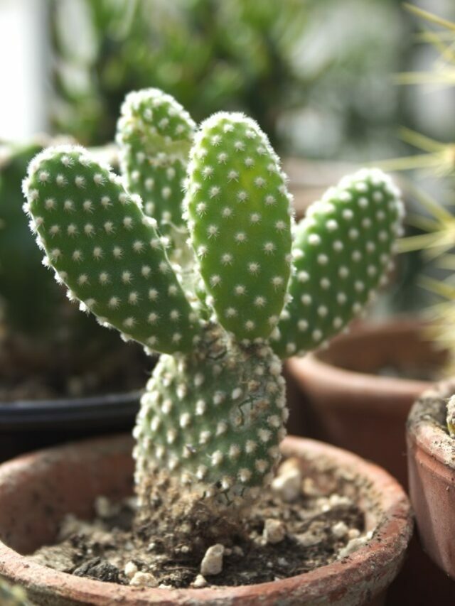 cropped-Opuntia-microdasys-cactus.jpg