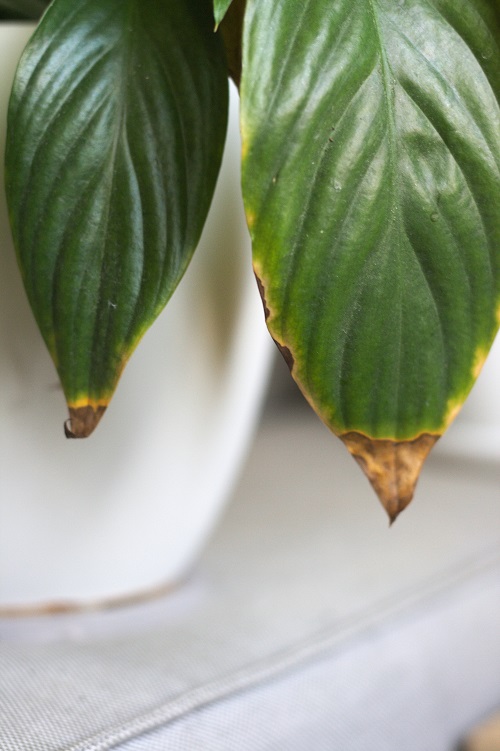 Close-up of peace lily (Spathiphyllum) leaves with brown tips.