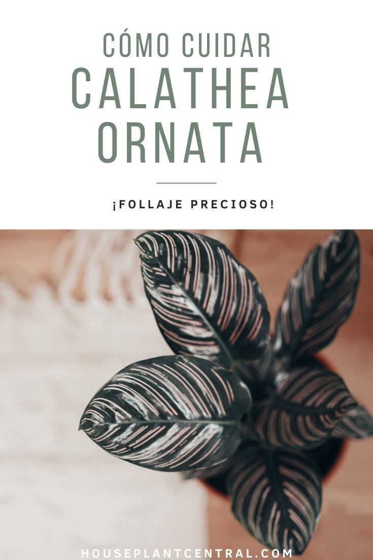 Cuidados de Calathea ornata, una planta de interior. 