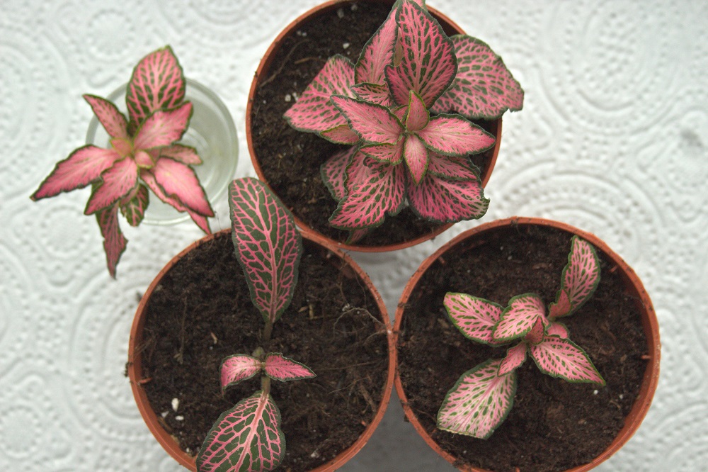 Cuttings of pink nerve plant (Fittonia), a popular houseplant, in soil and water.