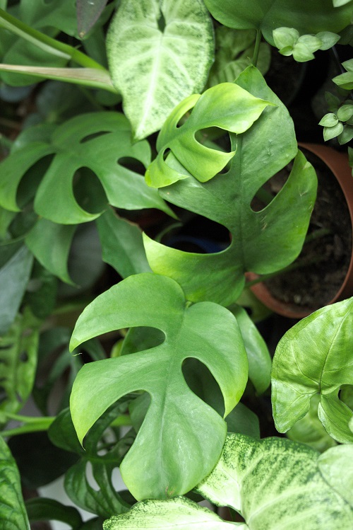 Leaves of Rhaphidophora tetrasperma surrounded by other houseplants.