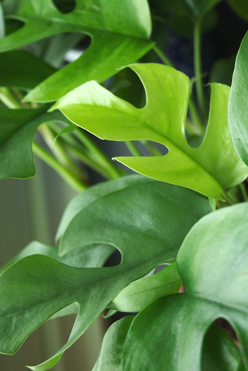 Rhaphidophora tetrasperma, an aroid houseplant.