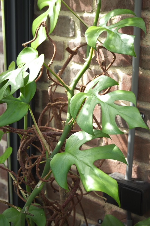Rhaphidophora tetrasperma houseplant in front of a sunny brick wall | Mini Monstera care & info