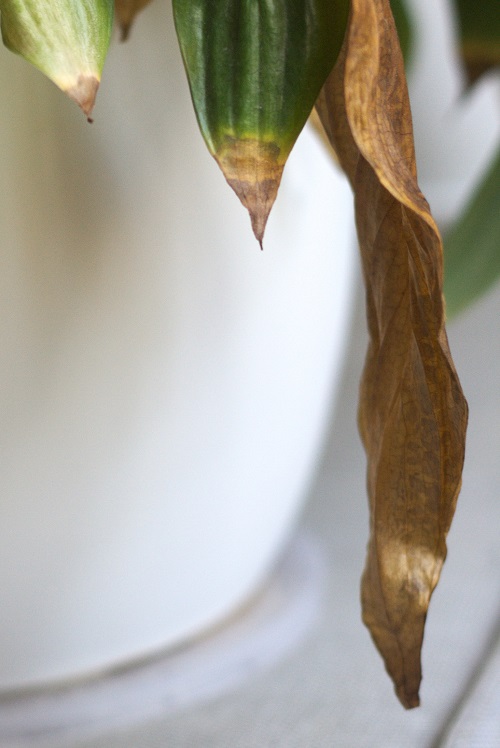 Dried brown leaves of the peace lily houseplant (Spathiphyllum).