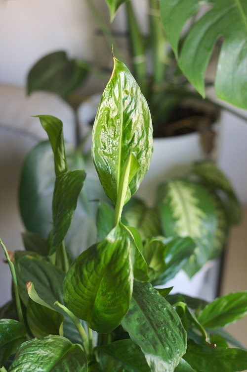 Emerging new leaf of peace lily houseplant (Spathiphyllum). 