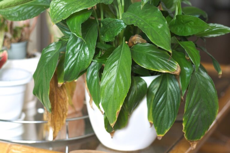 Foliage of peace lily (Spathiphyllum), a popular houseplant.