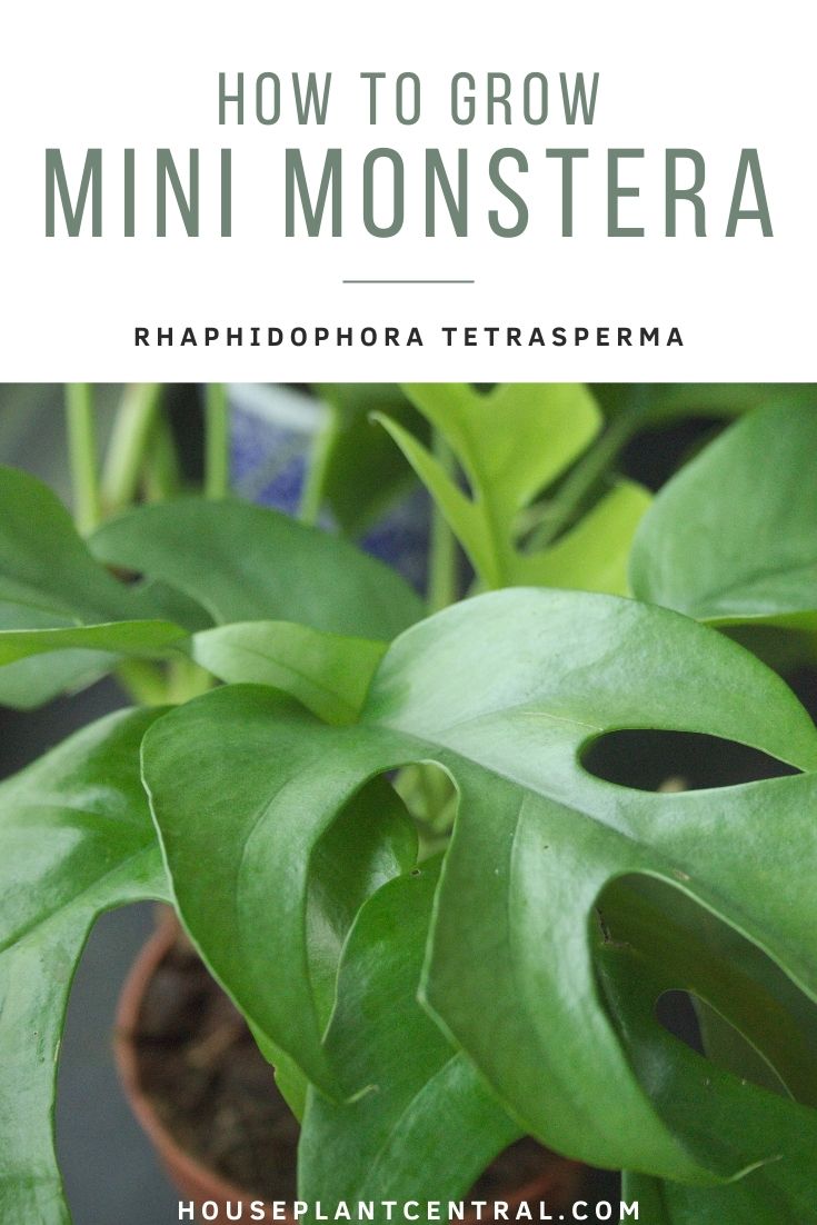 Close-up of leaves of Rhaphidophora tetrasperma houseplant | Mini Monstera care & info
