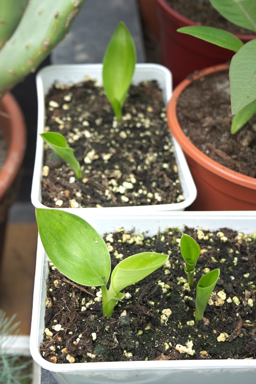 Seedlings of Strelitiza, a popular houseplant also known as bird of paradise. 