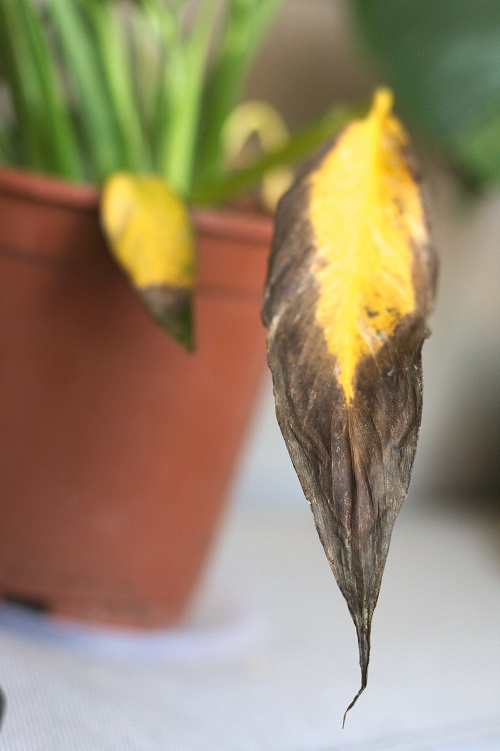 Yellow and black leave of peace lily houseplant (Spathiphyllum). 