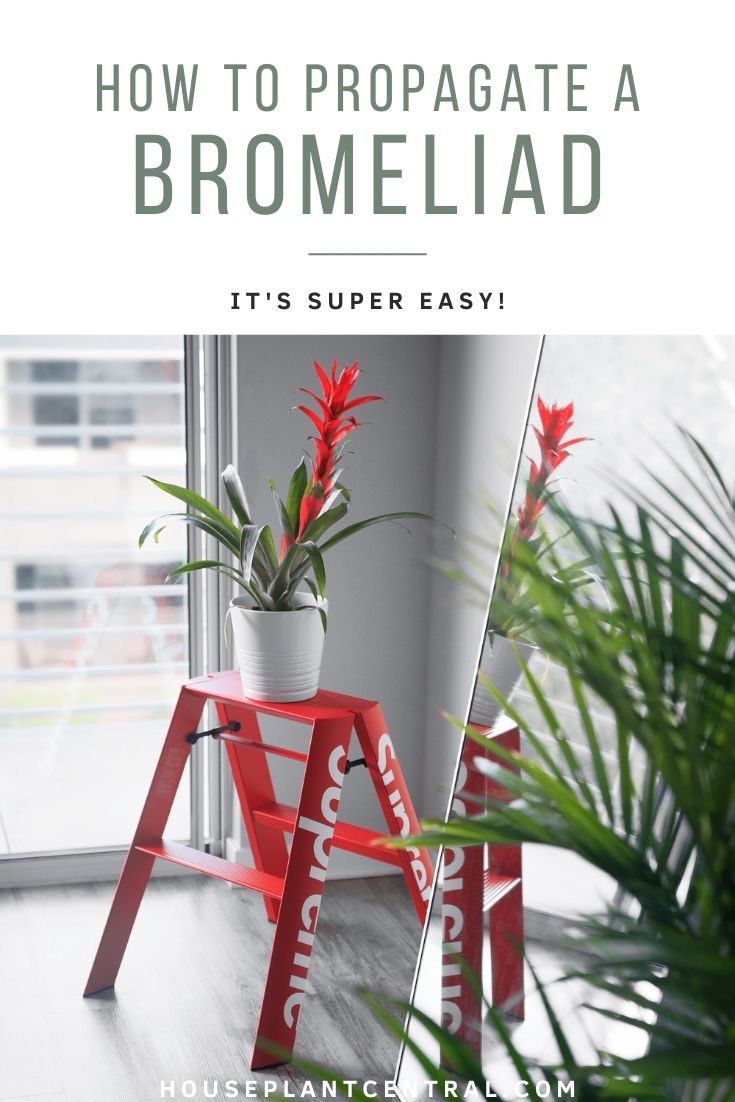 Propagating Bromeliad | From offsets or seeds.